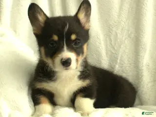Welsh Corgi Pembroke dogs for sale: Dolly - Ad 1