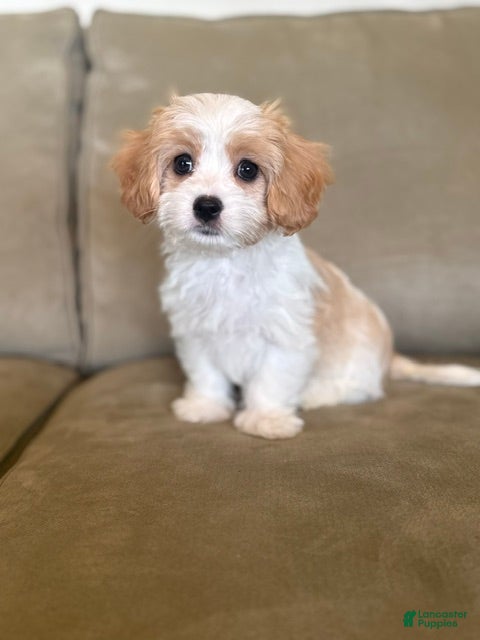 Mixed Breed dogs Savannah - Ad 2
