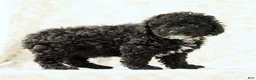 Miniature Poodle dogs for sale: Flower - Ad 8