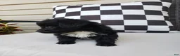 Yorkiepoo dogs for sale: Yorkiepoo 2 - Ad 5
