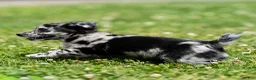 Chihuahua dogs for sale: Ryder Chihuahua Puppy  - Ad 21