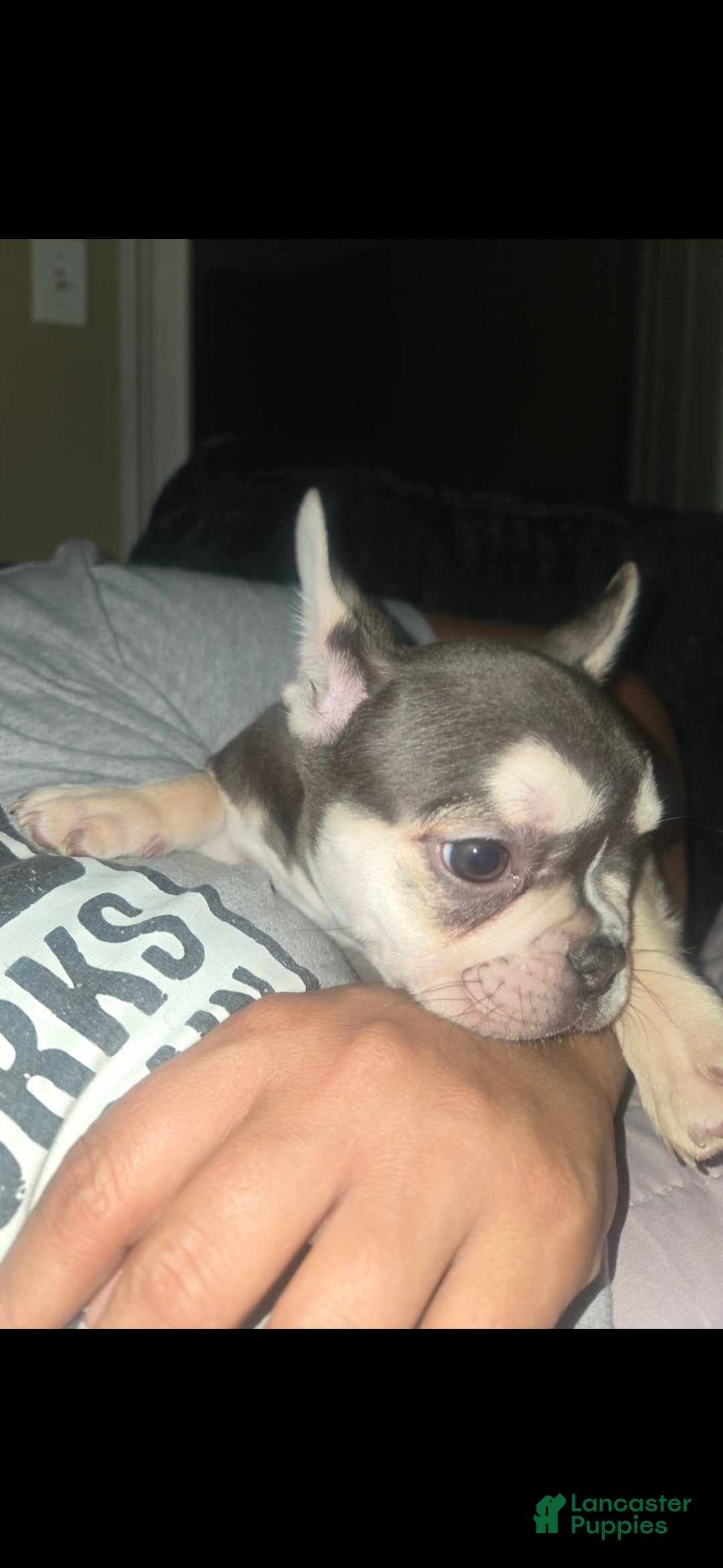 French Bulldog dogs French Bulldog 2 - Ad 2