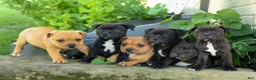 Staffordshire Bull Terrier dogs for sale: Moose 🐶 - Ad 22