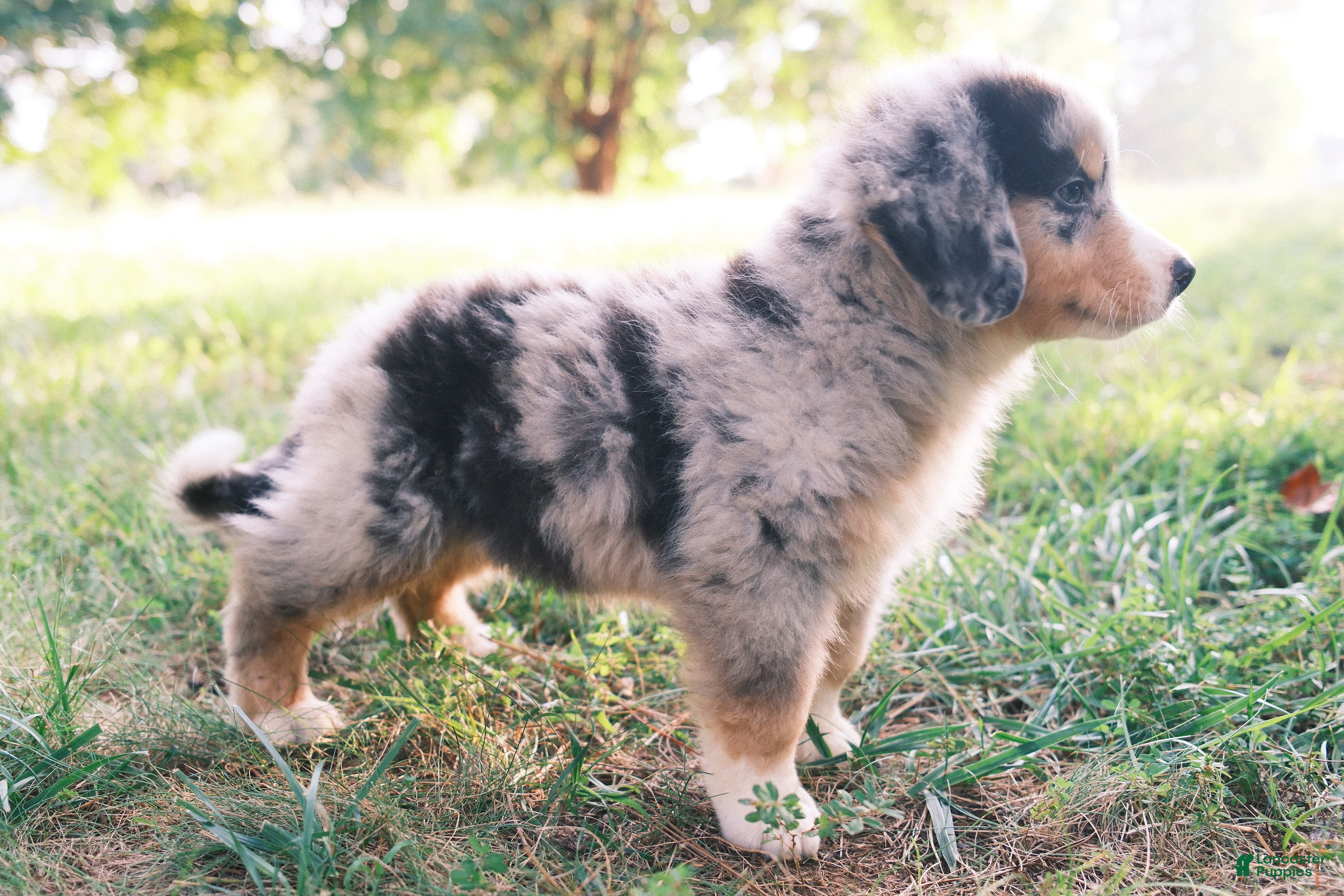 Mixed Breed dogs Blue Merle 2 - Ad 1
