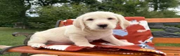 Labradoodle dogs for sale: Charlie (Boy) - Ad 5