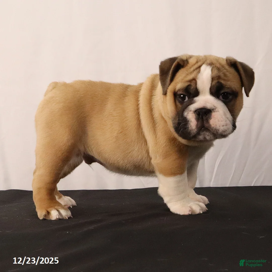 English Bulldog dogs for sale: Sebastian - Ad 4