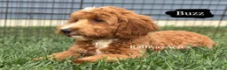Mixed Breed dogs for sale: Buzz - Ad 4