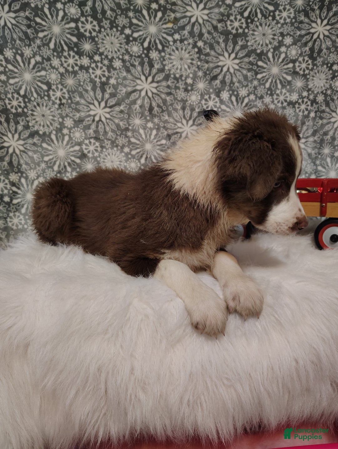 Australian Shepherd dogs for sale: Cinnamon - Ad 4