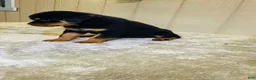 Rottweiler dogs for sale: Rottweiler 5 - Ad 6