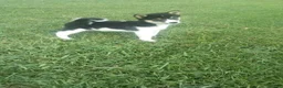 Shiba Inu dogs for sale: Shiba Inu 10 Jenny - Ad 2