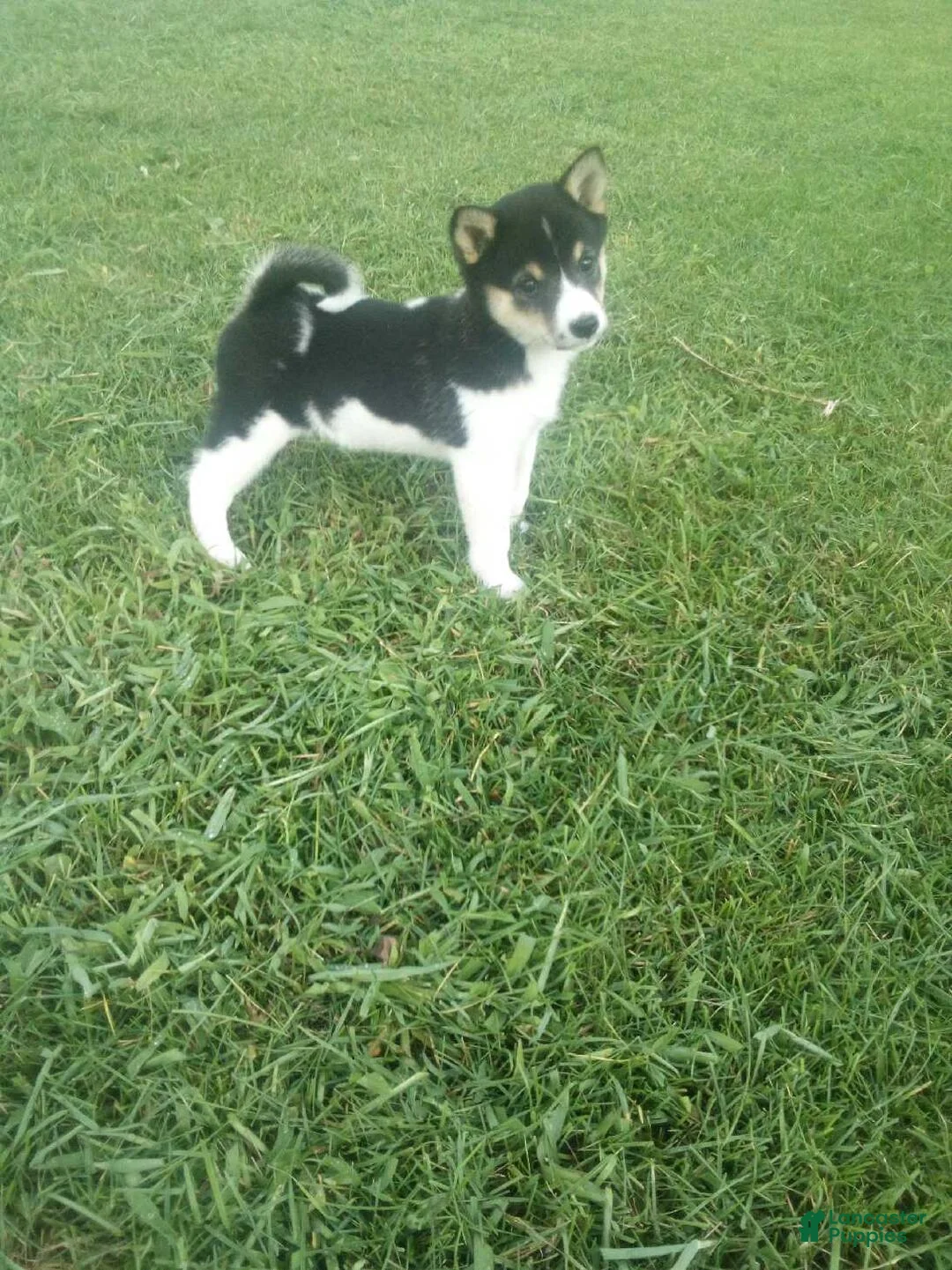 Shiba Inu dogs for sale: Shiba Inu 10 Jenny - Ad 2