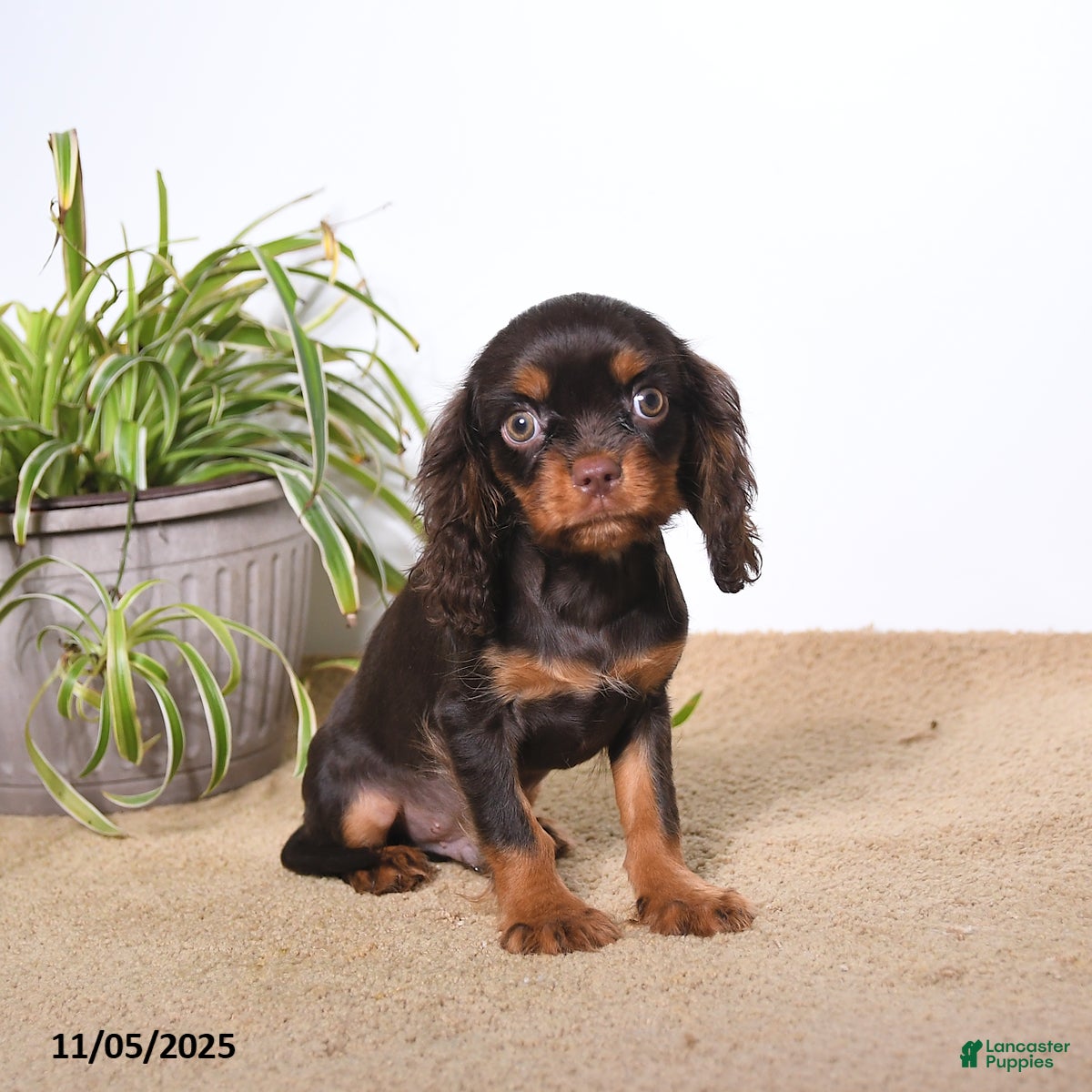 Cavalier King Charles Spaniel dogs Mason - Ad 30