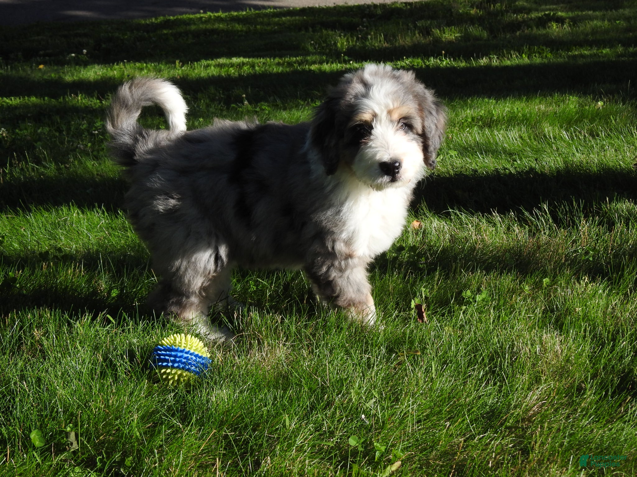 Bernedoodle dogs Bernedoodle Puppy 1 - Ad 2