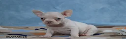 Frenchton dogs for sale: Snow White - Ad 4