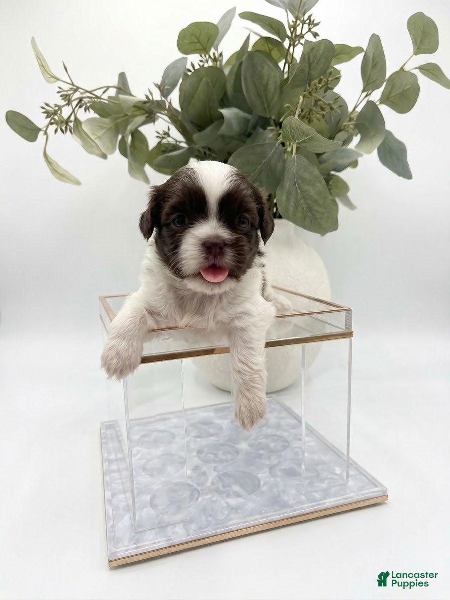 Shih Tzu dogs Shih Tzu 6 - Ad 37