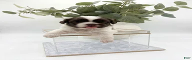 Shih Tzu 6