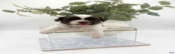 Shih Tzu dogs for sale: Shih Tzu 6 - Ad 1