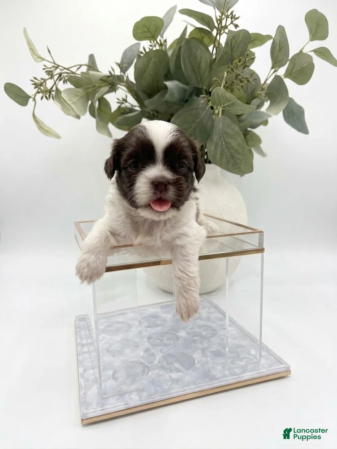 Shih Tzu dogs for sale: Shih Tzu 6 - Ad 1