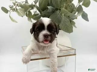 Shih Tzu dogs Prince - Ad 30