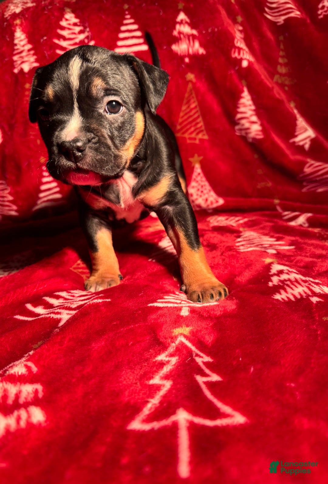 American Bully dogs for sale: American Bully Puppy 6 - Ad 4