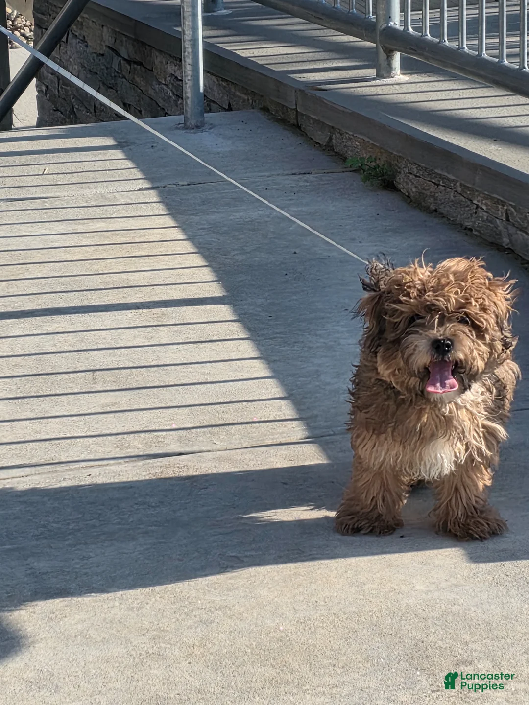 Yorkiepoo dogs for sale: Yorkiepoo Puppy 1 - Ad 2