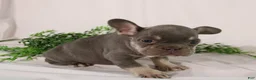 French Bulldog dogs for sale: Leo  - Ad 7