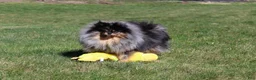 Pomeranian dogs for sale: Lexi - Ad 12