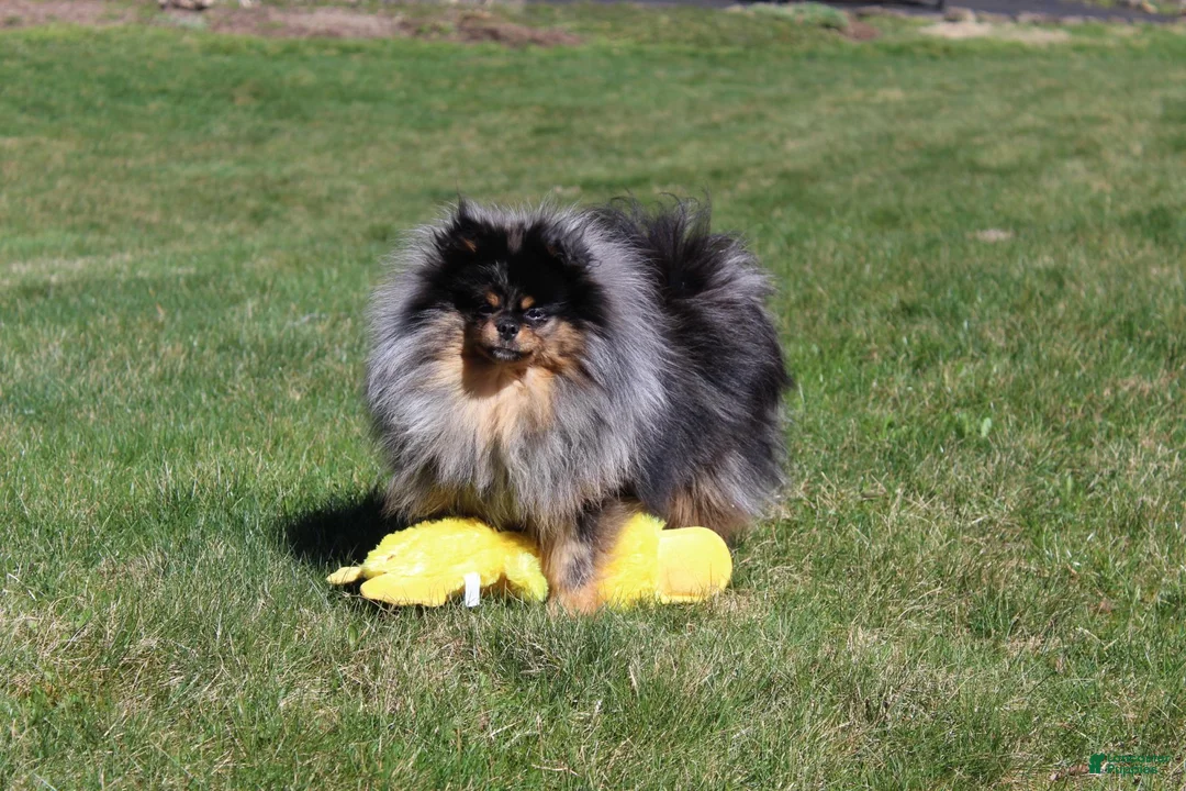Pomeranian dogs for sale: Lexi - Ad 12