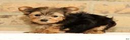 Yorkshire Terrier dogs for sale: Princess - Ad 3