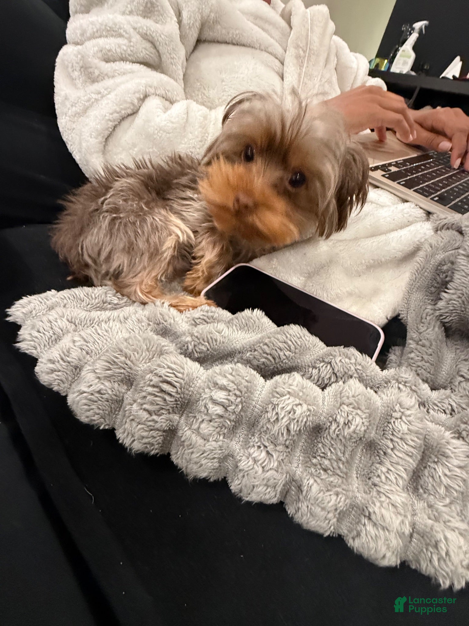 Yorkshire Terrier dogs Roman  - Ad 2