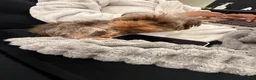Yorkshire Terrier dogs for stud: Roman  - Ad 2