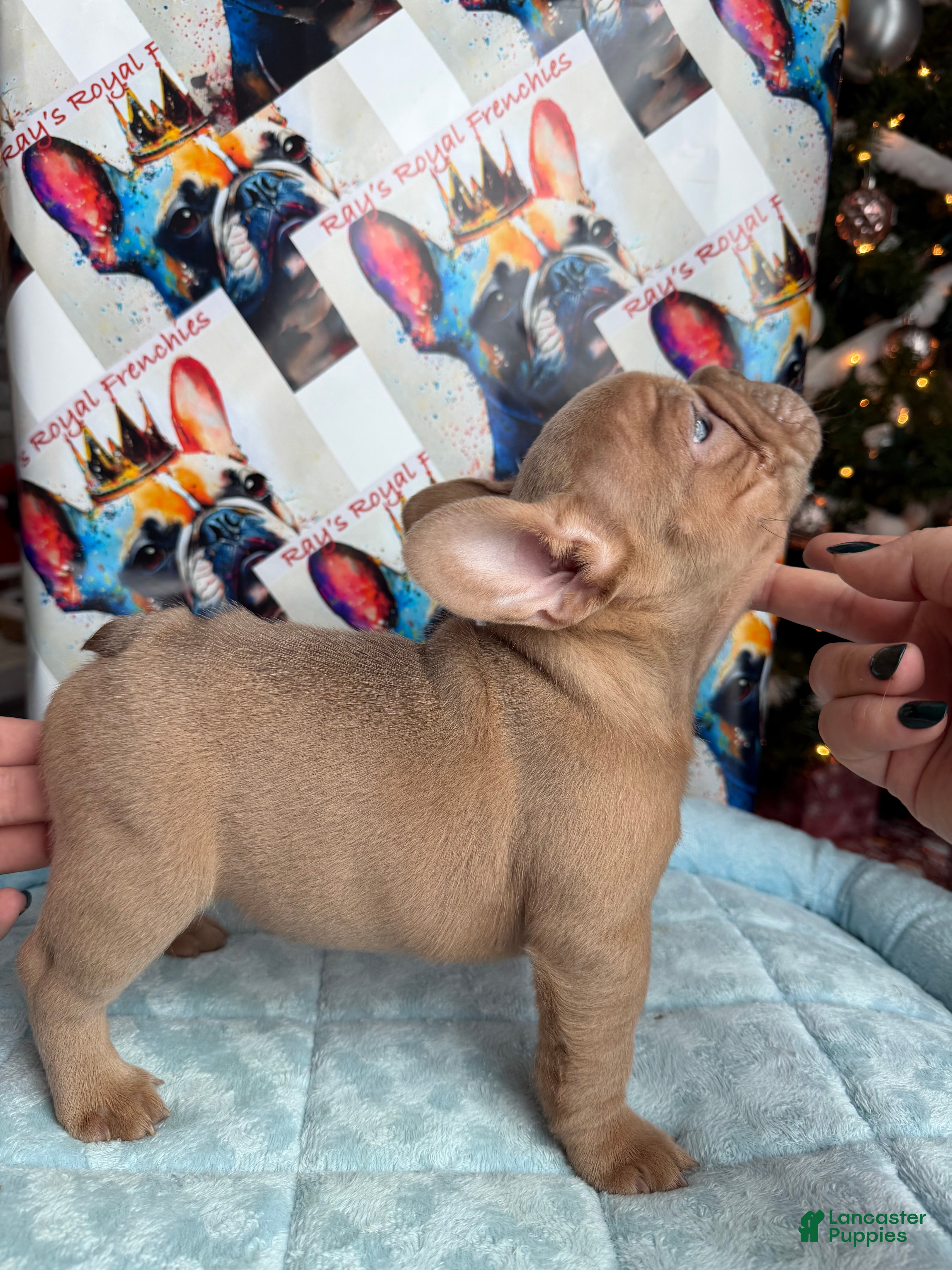 French Bulldog dogs Leonardo - Ad 6