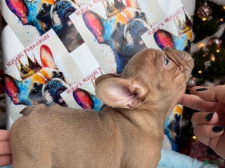 French Bulldog dogs Leonardo - Ad 36