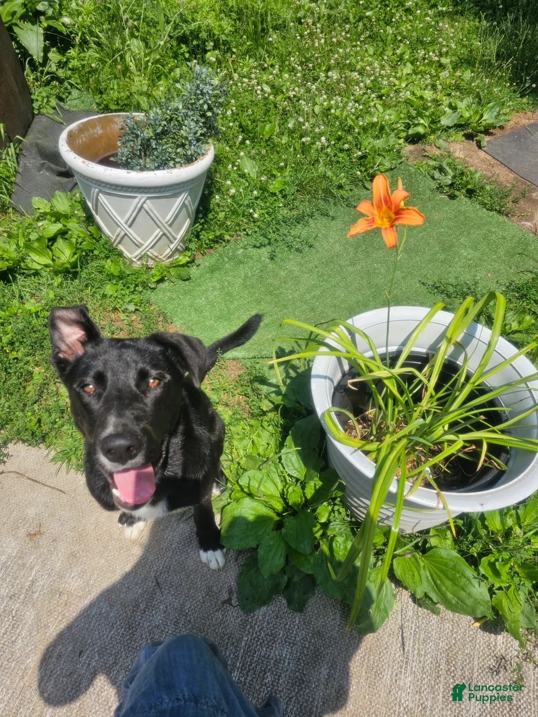 Mixed Breed dogs for sale: Panda - Ad 2