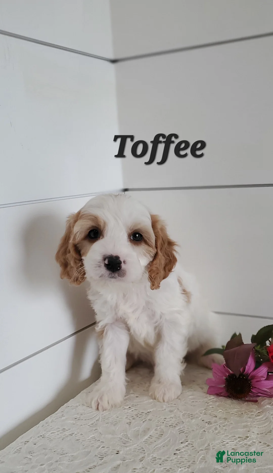 Cavapoo dogs for sale: Toffee - Ad 2