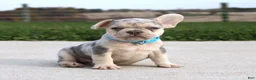 French Bulldog dogs for sale: Rigby - Ad 1