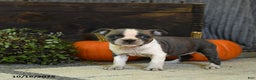 Boston Terrier dogs for sale: Kylie - Ad 6
