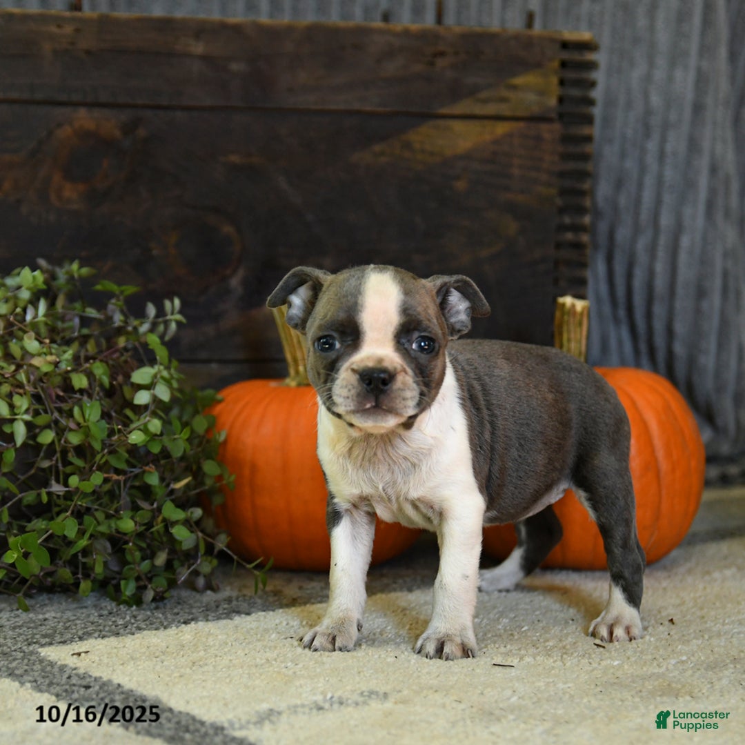 Boston Terrier dogs for sale: Kylie - Ad 6