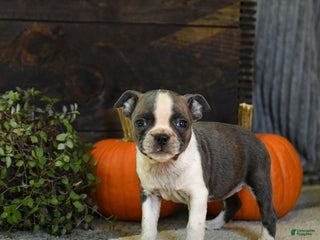 Boston Terrier dogs - Ad 19