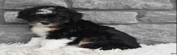 Mini Aussiedoodle dogs for sale: Cash  - Ad 7