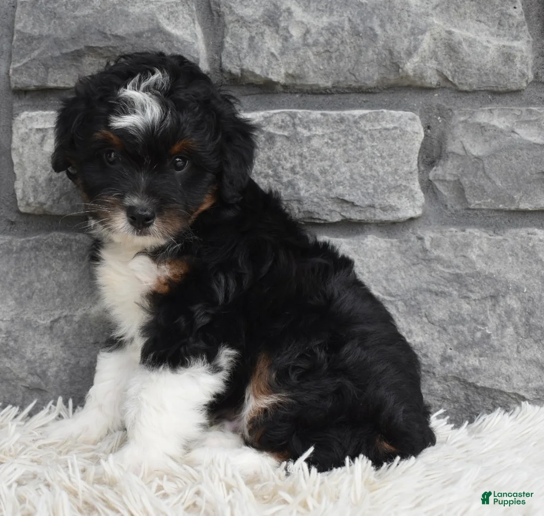 Mini Aussiedoodle dogs for sale: Cash  - Ad 7