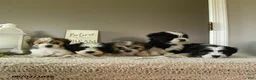 Mixed Breed dogs for sale: Jade - Ad 3