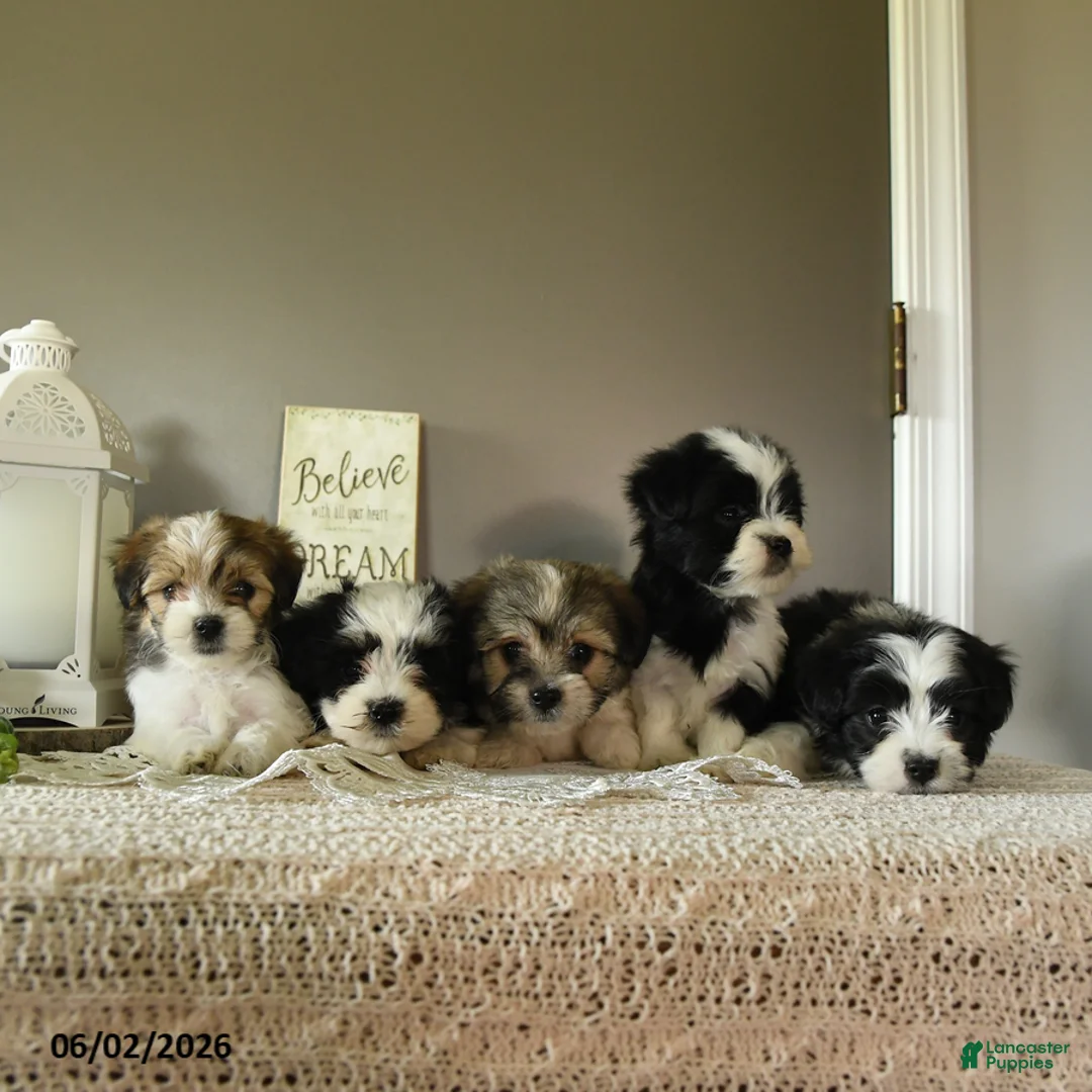 Mixed Breed dogs for sale: Jade - Ad 3