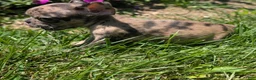 French Bulldog dogs for sale: French Vanilla - Ad 3