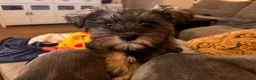 Miniature Schnauzer dogs for sale: Miniature Schnauzer 2 - Ad 1