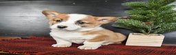 Welsh Corgi Pembroke dogs for sale: Gracie - Ad 1
