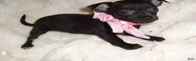 Chihuahua 1