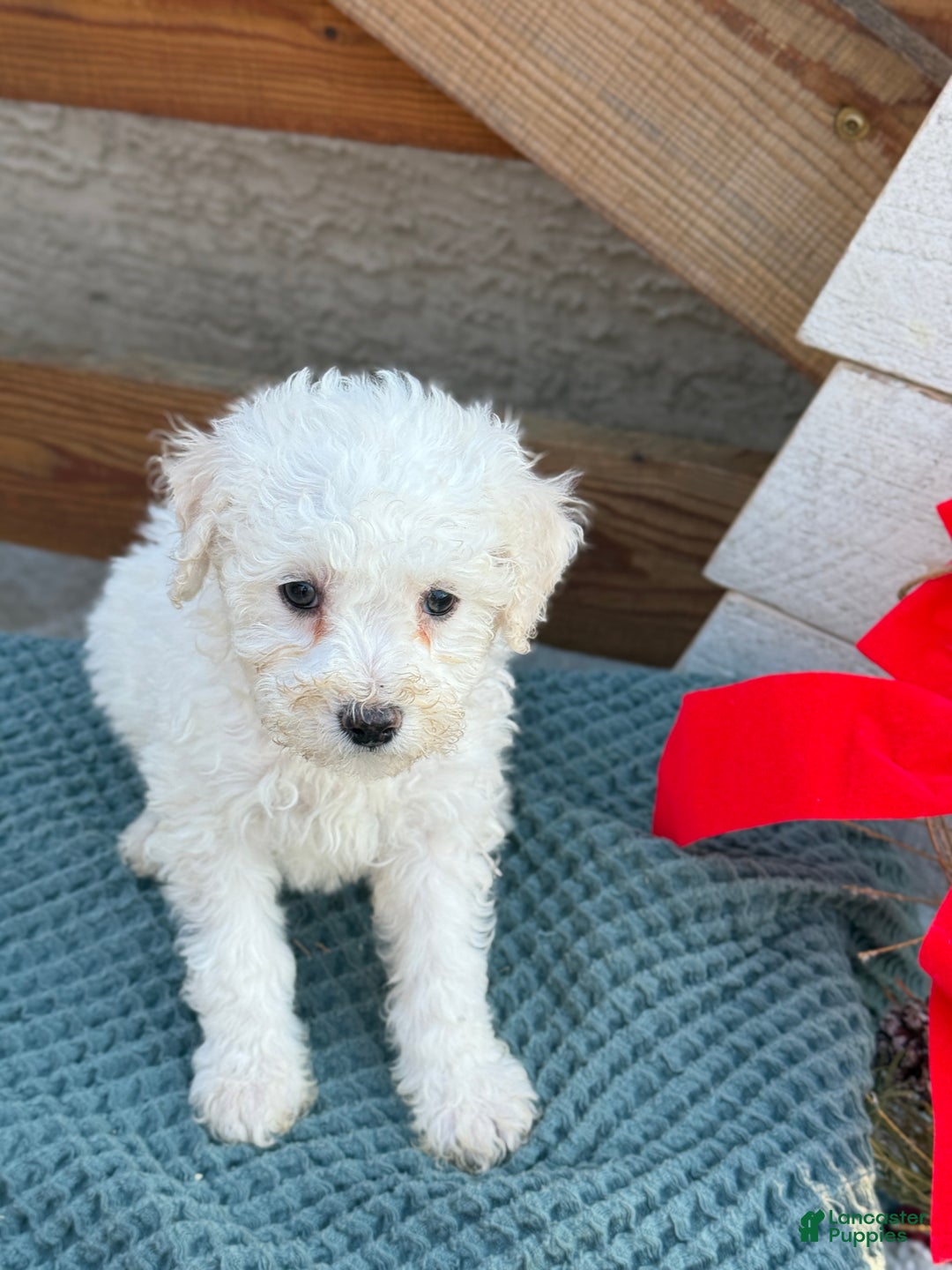 Bichpoo dogs for sale: Audrey - Ad 11