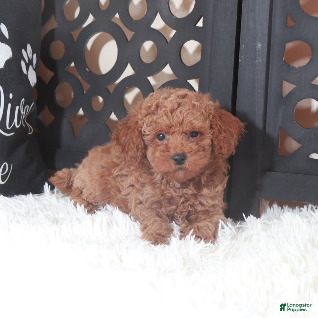 Miniature Poodle dogs for sale: Miniature Poodle Hawk - Ad 5