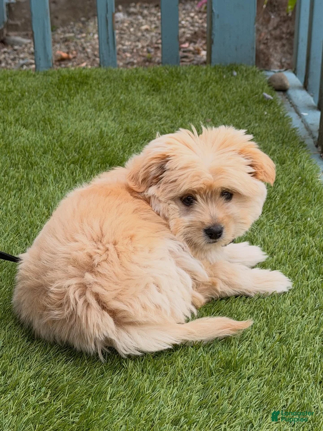 Pomapoo dogs for sale: Puppy 1 - Ad 1